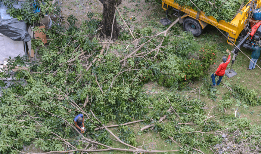 Tree Trimming